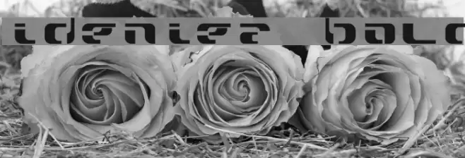 widzeniea bold Font examples