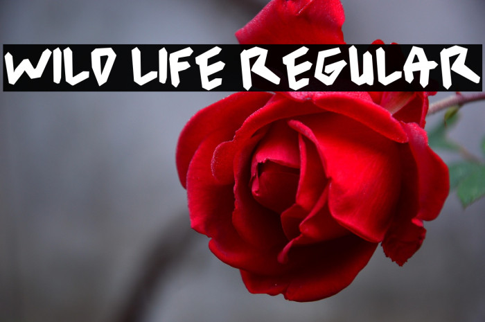 wild life Regular Example 2