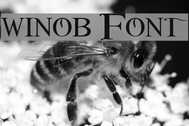 winob Font examples