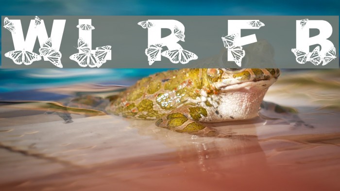 WL Royal Flutter Bold Example 1