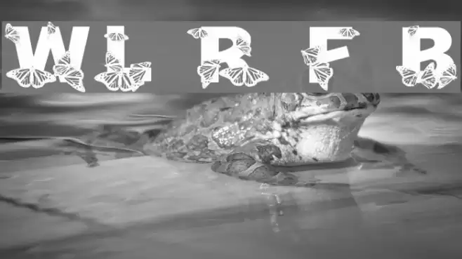 WL Royal Flutter Bold Font examples