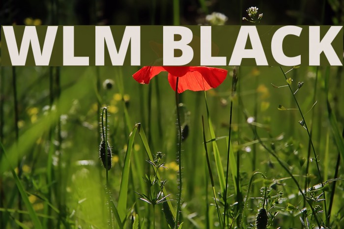 WLM Black Font examples