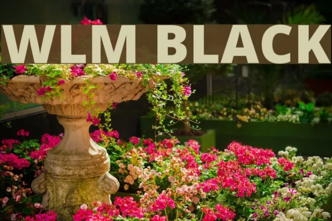 WLM Black Example 2