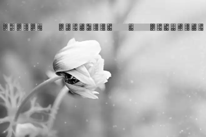 WLM Braille 4 Regular Caratteri examples