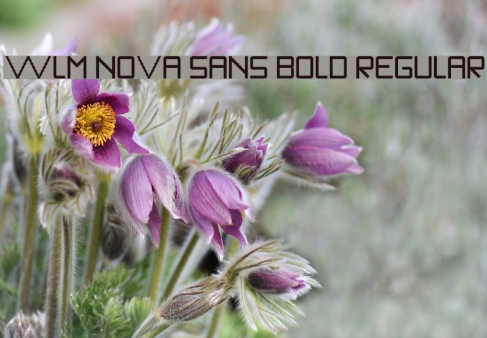 WLM Nova Sans Bold Regular Font examples