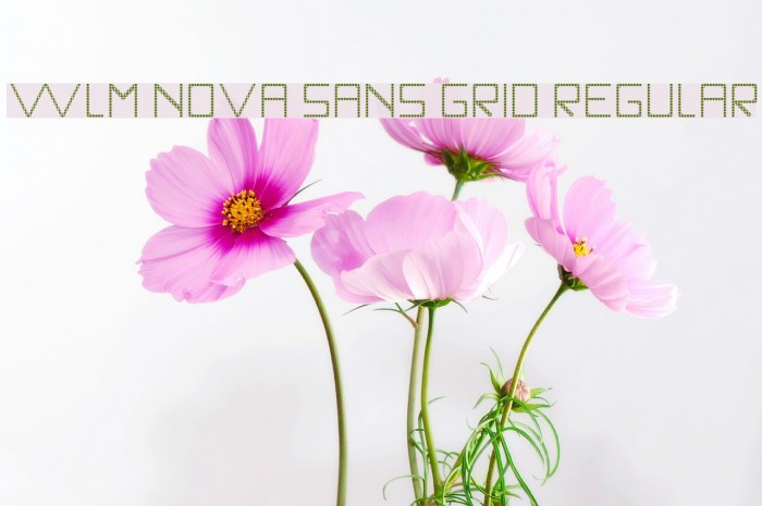WLM Nova Sans Grid Regular لخطوط تنزيل examples