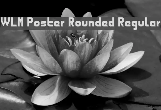 WLM Poster Rounded Regular Schriftart examples