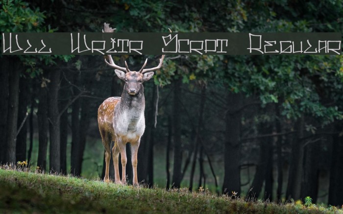 Wll Writr Scrpt Regular Font examples