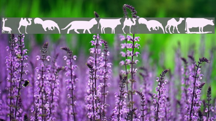 wmanimals2 Font examples