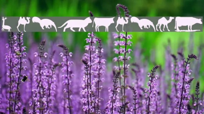 wmanimals2 Example 2
