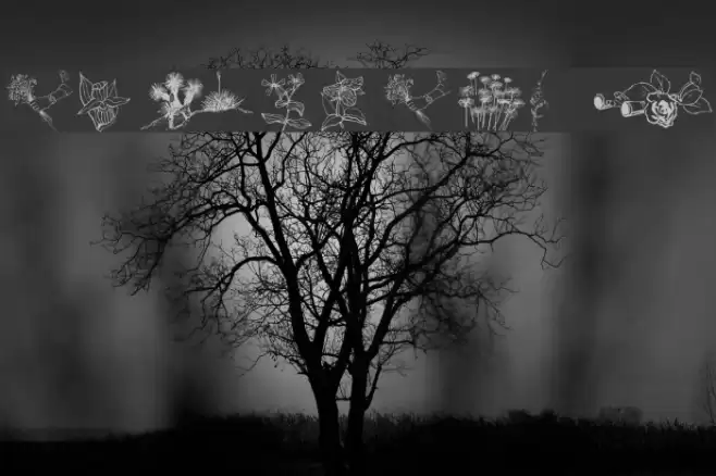 wmflowers2 Font examples