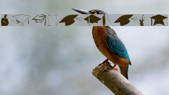 wmgraduate Example 2