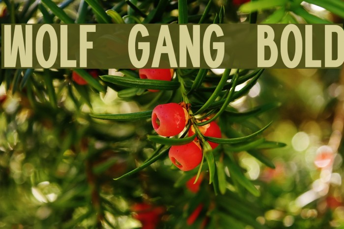 WOLF GANG BOLD Fonte examples