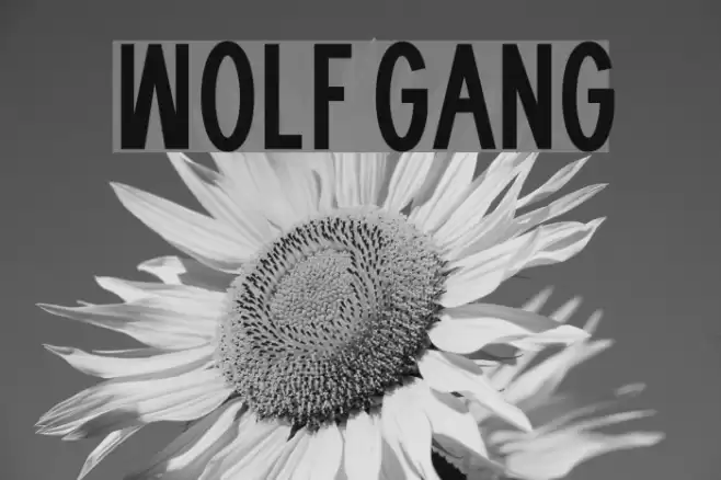 WOLF GANG फ़ॉन्ट examples