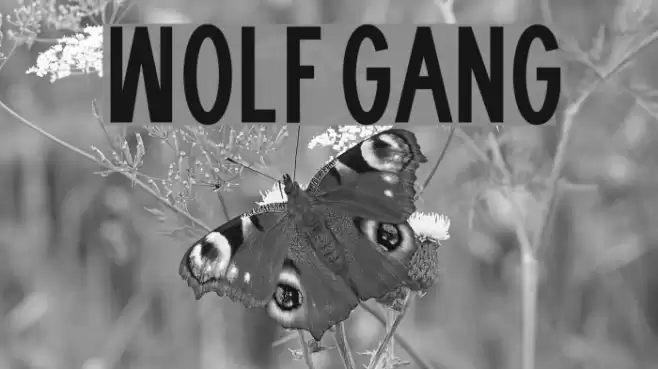WOLF GANG फ़ॉन्ट examples