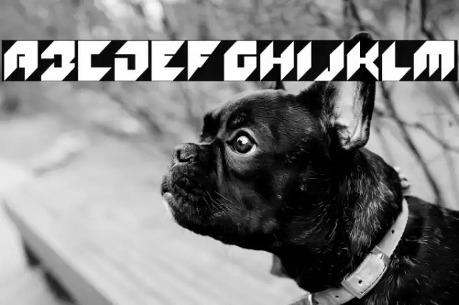 WOLF100-Regular Font examples