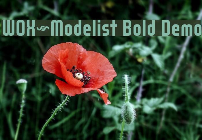 WOX~Modelist Bold Demo Font examples