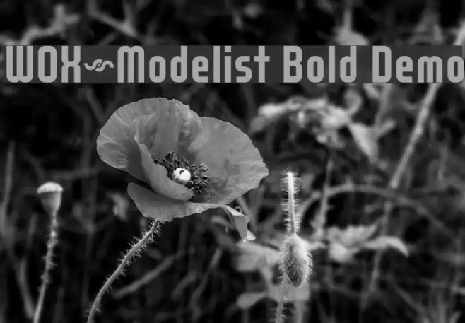 WOX~Modelist Bold Demo 字体 examples