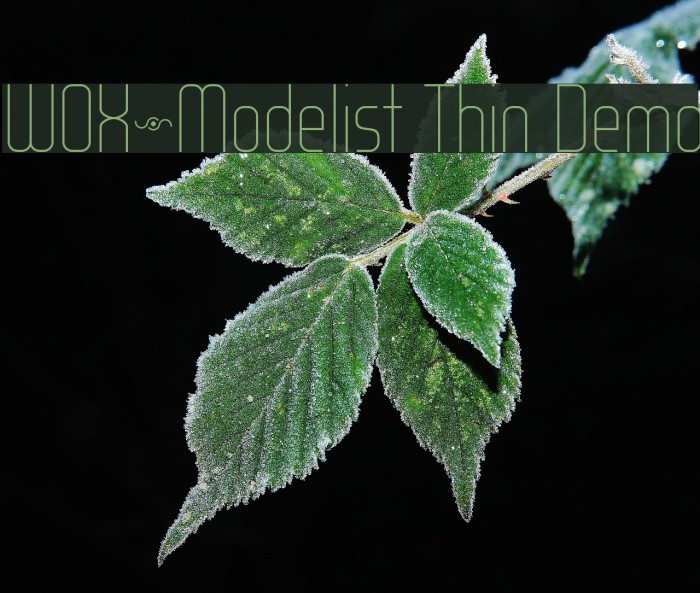WOX~Modelist Thin Demo Font examples