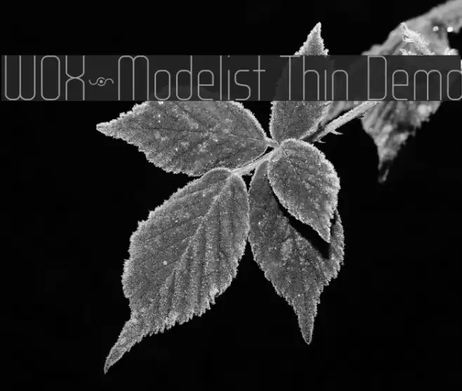 WOX~Modelist Thin Demo Font examples