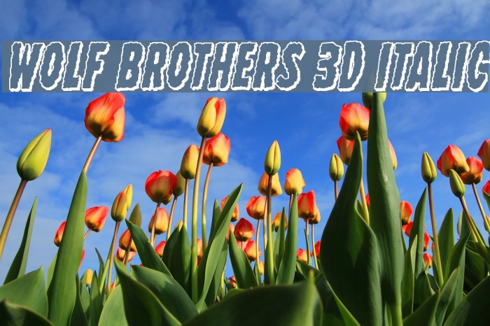 Wolf Brothers 3D Italic لخطوط تنزيل examples