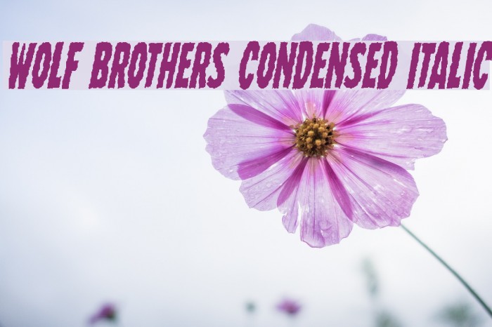 Wolf Brothers Condensed Italic لخطوط تنزيل examples