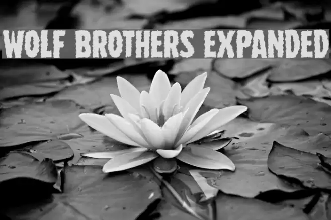 Wolf Brothers Expanded خط examples