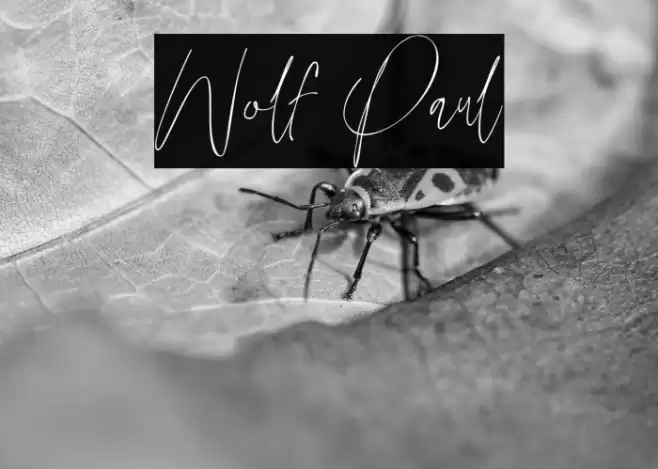Wolf Paul Font examples