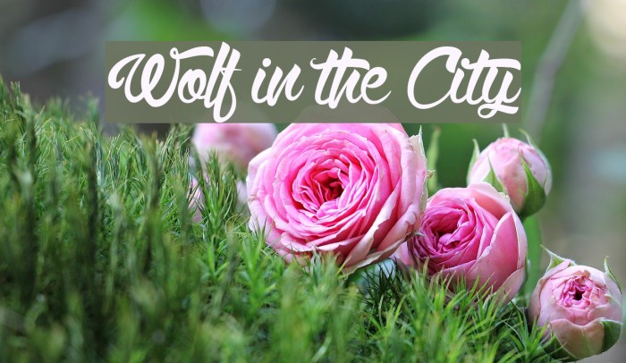 Wolf in the City Font examples