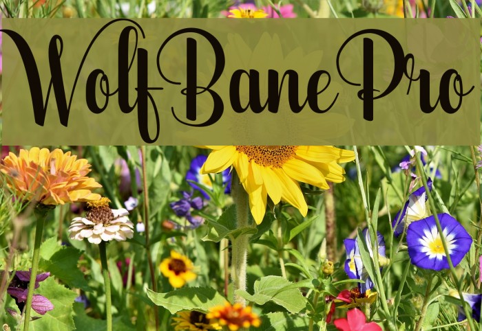 WolfBanePro Font examples