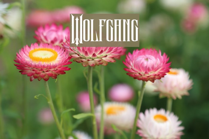Wolfgang Font examples