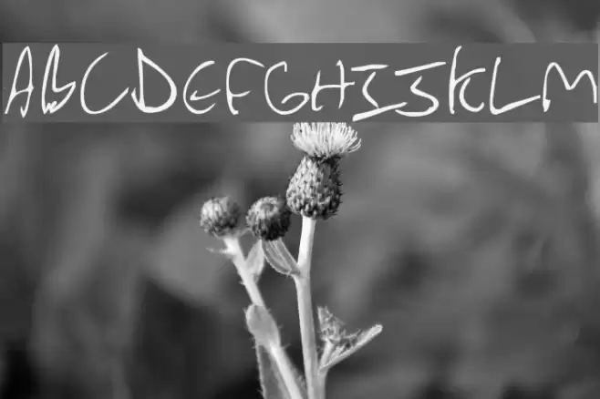 WolfieBoy Font examples