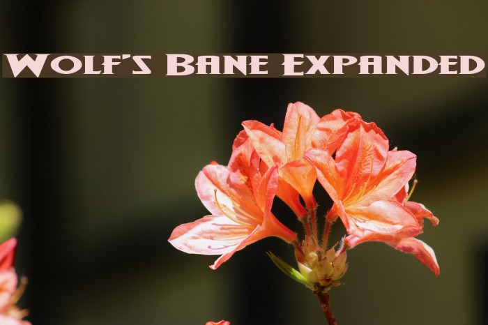 Wolf's Bane Expanded Font examples