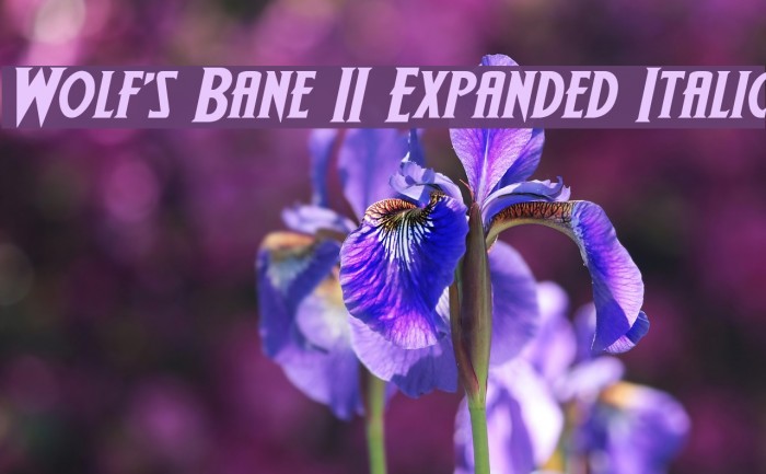 Wolf's Bane II Expanded Italic Font examples