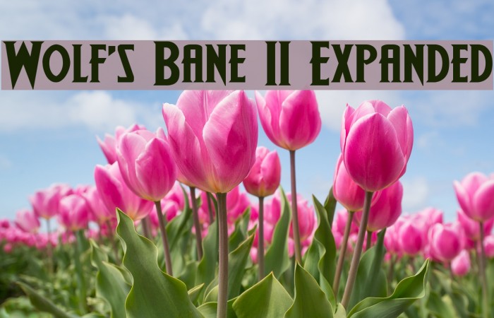 Wolf's Bane II Expanded Font examples