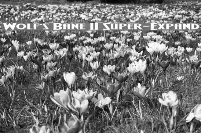 Wolf's Bane II Super-Expand Font examples