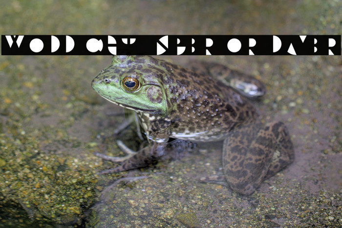 Wollicht Inferior Layer Example 3