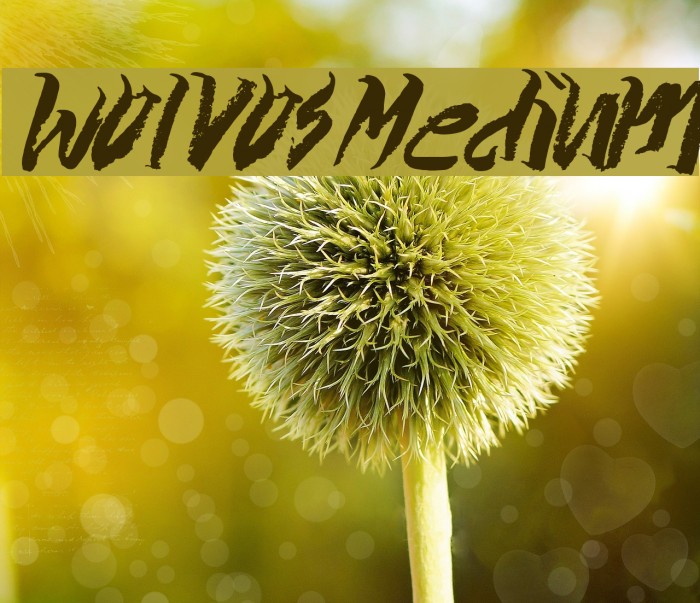 Wolvos-Medium Font examples