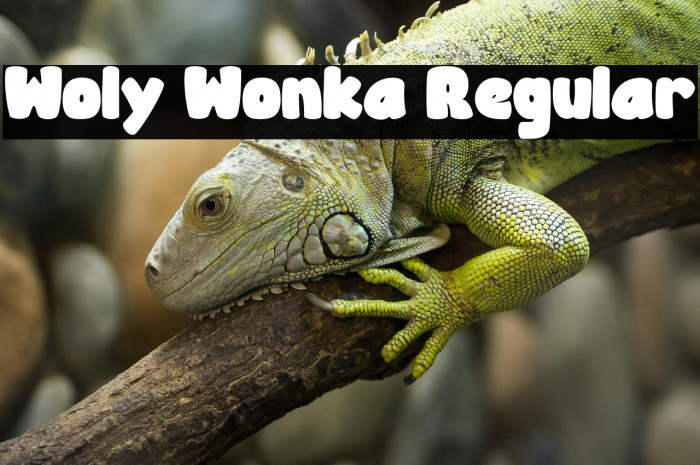 Woly Wonka Regular Example 3