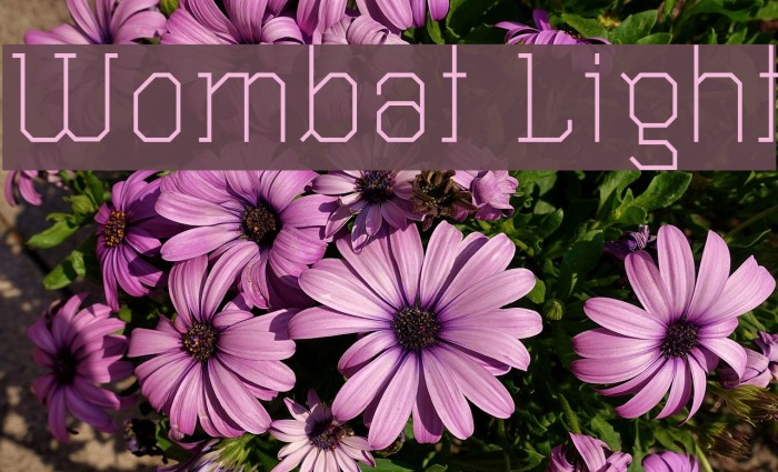 Wombat Light Font examples