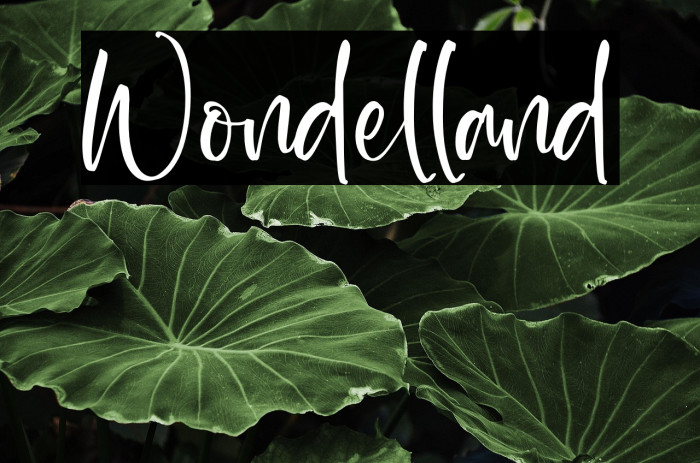 Wondelland Example 2