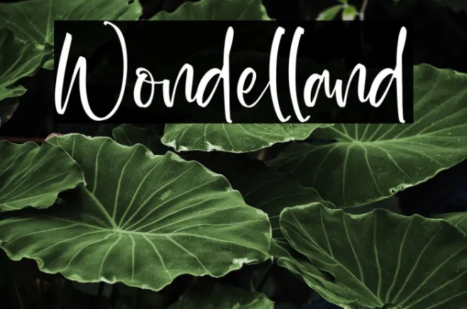 Wondelland Example 2