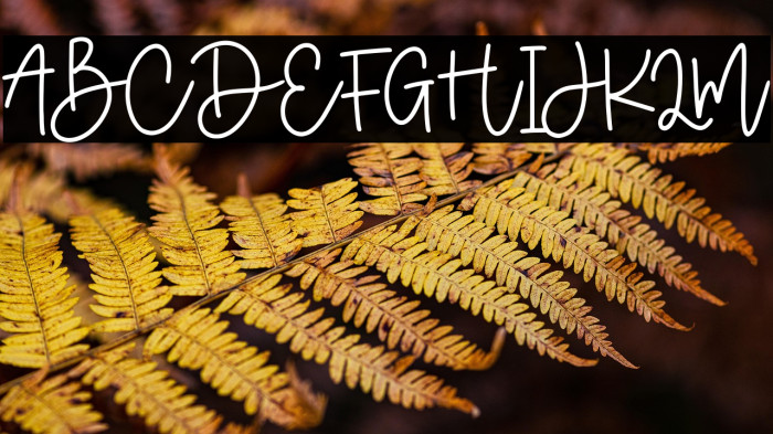 Wonder Jasmine Example 1