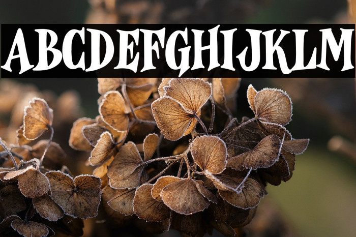 Wonder Magic Free Trial Example 1