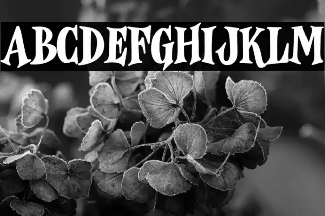 Wonder Magic Free Trial Font examples