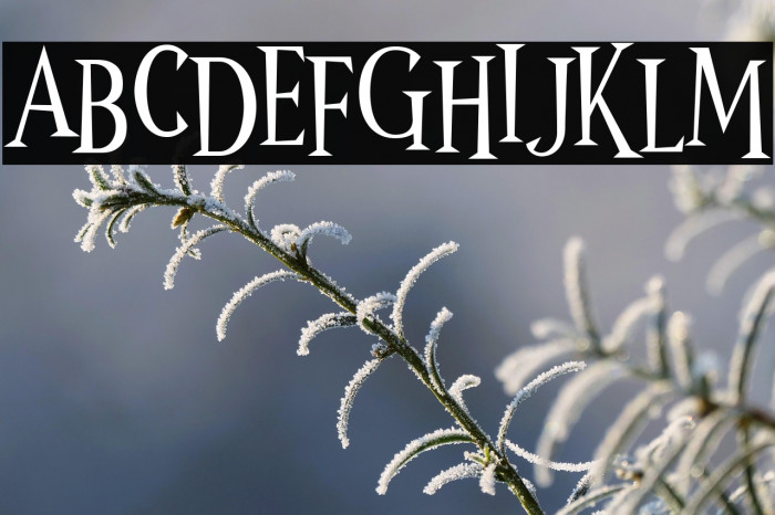 Wonder Night Example 2