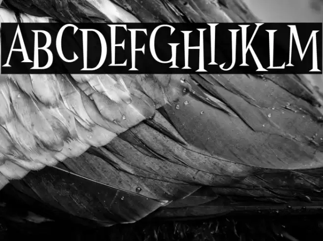 Wonder Night Font examples