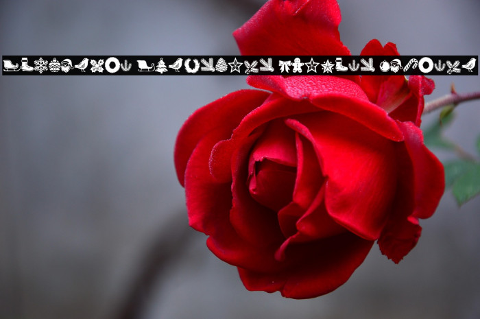 Wonderful Christmas Symbols Regular Example 1