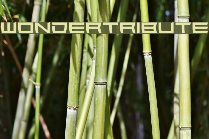 Wondertribute Example 3