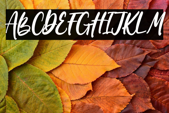 Wondiletta Example 3